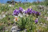 Oxytropis lazica