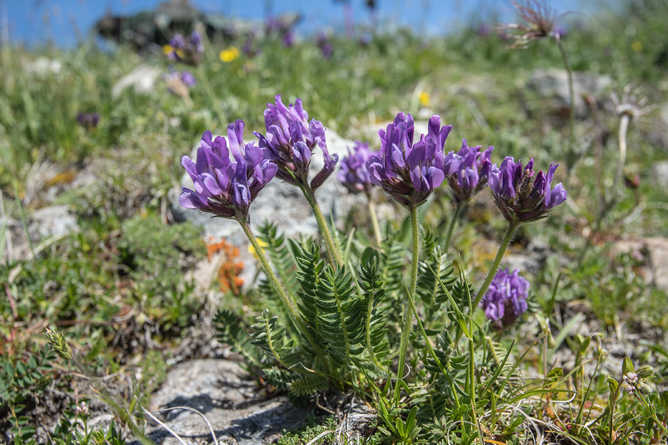 Изображение особи Oxytropis lazica.