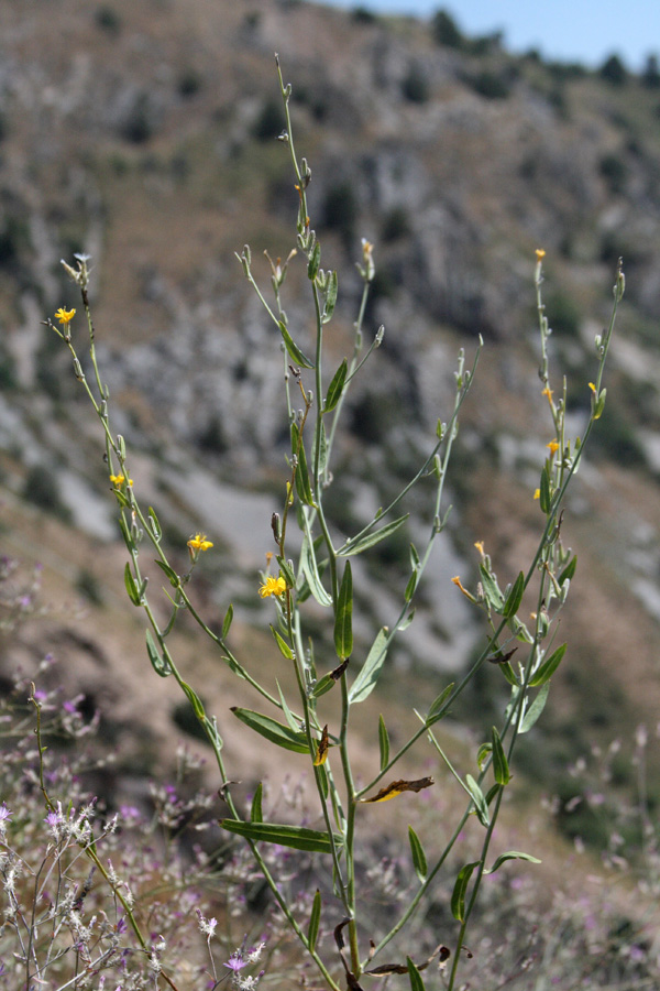 Image of Chondrilla aspera specimen.