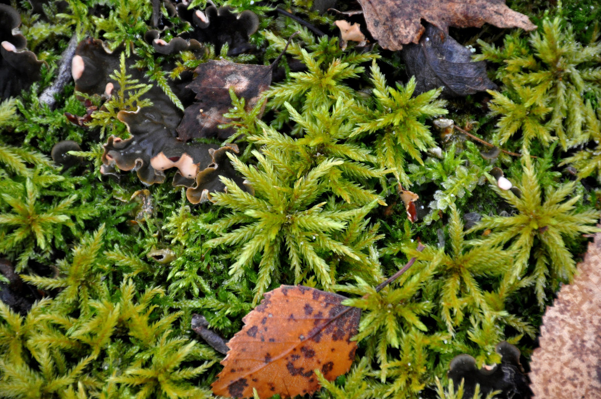 Image of Climacium dendroides specimen.