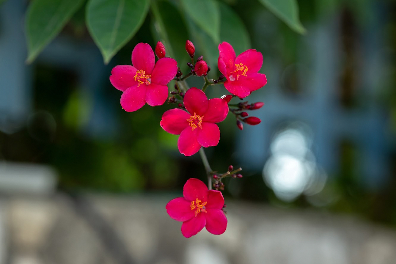 Изображение особи Jatropha integerrima.