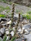 Plantago arachnoidea. Соцветия. Казахстан, Туркестанская обл., Толебийский р-н, территория Сайрам-Угамского национального парка; Угамский хр., верховья р. Сайрам-Су, ≈ 2500 м н.у.м., каменистая россыпь. 03.07.2019.