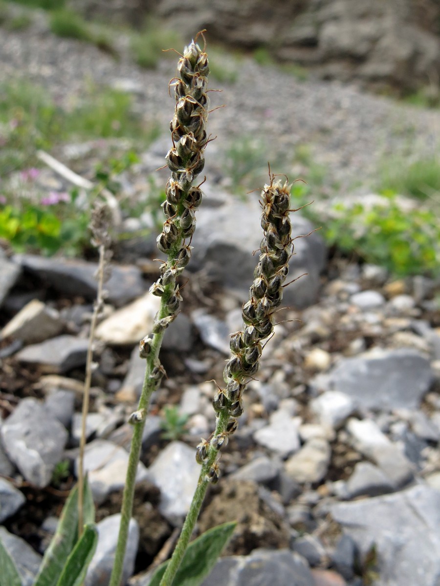 Изображение особи Plantago arachnoidea.