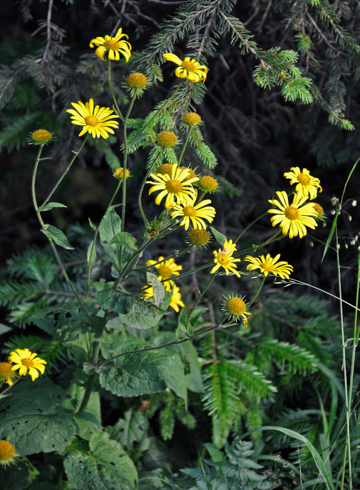 Изображение особи Doronicum austriacum ssp. giganteum.