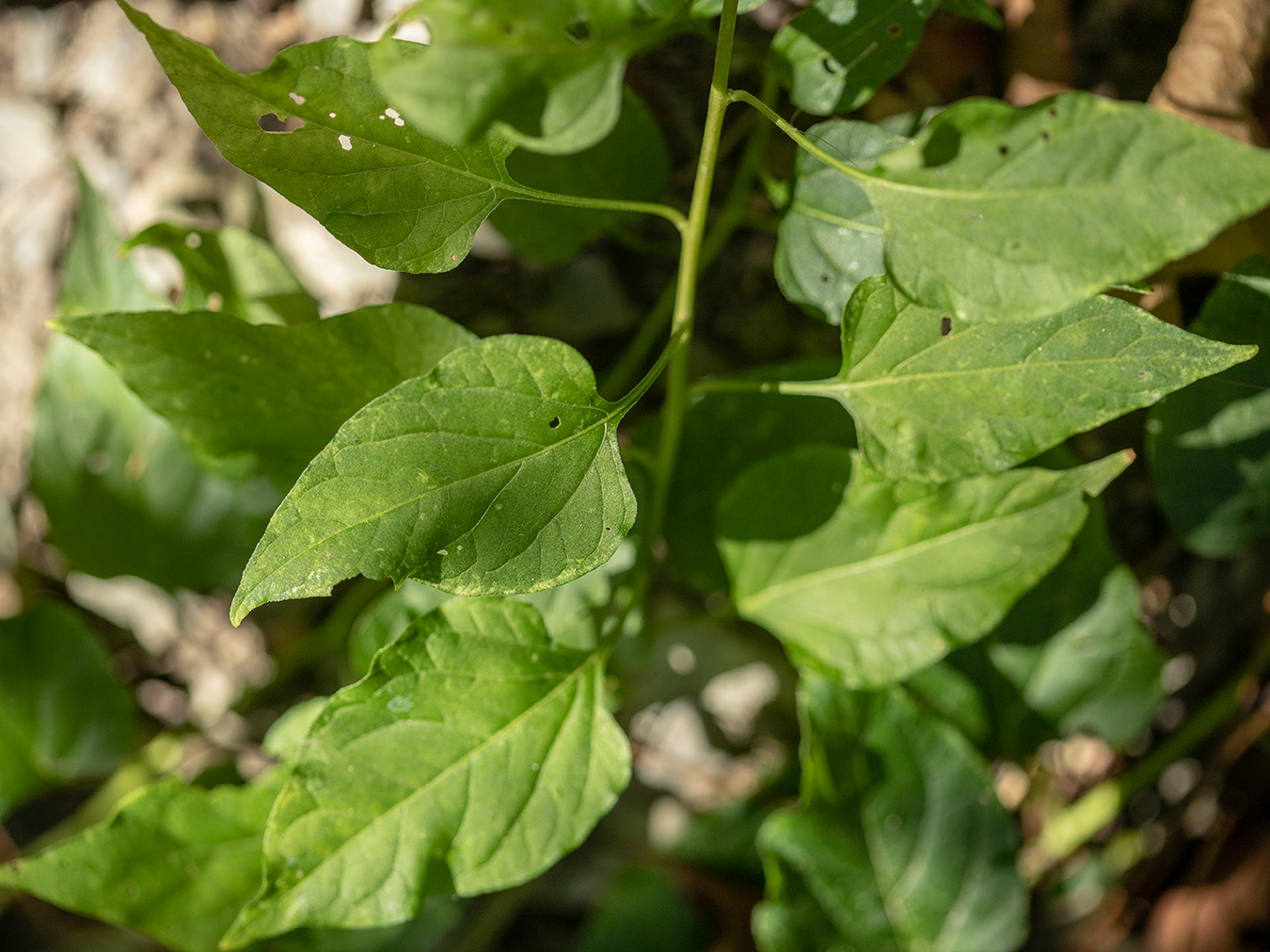 Изображение особи Solanum pseudopersicum.