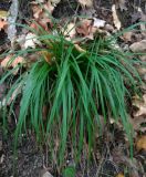 Смотреть изображение род Carex