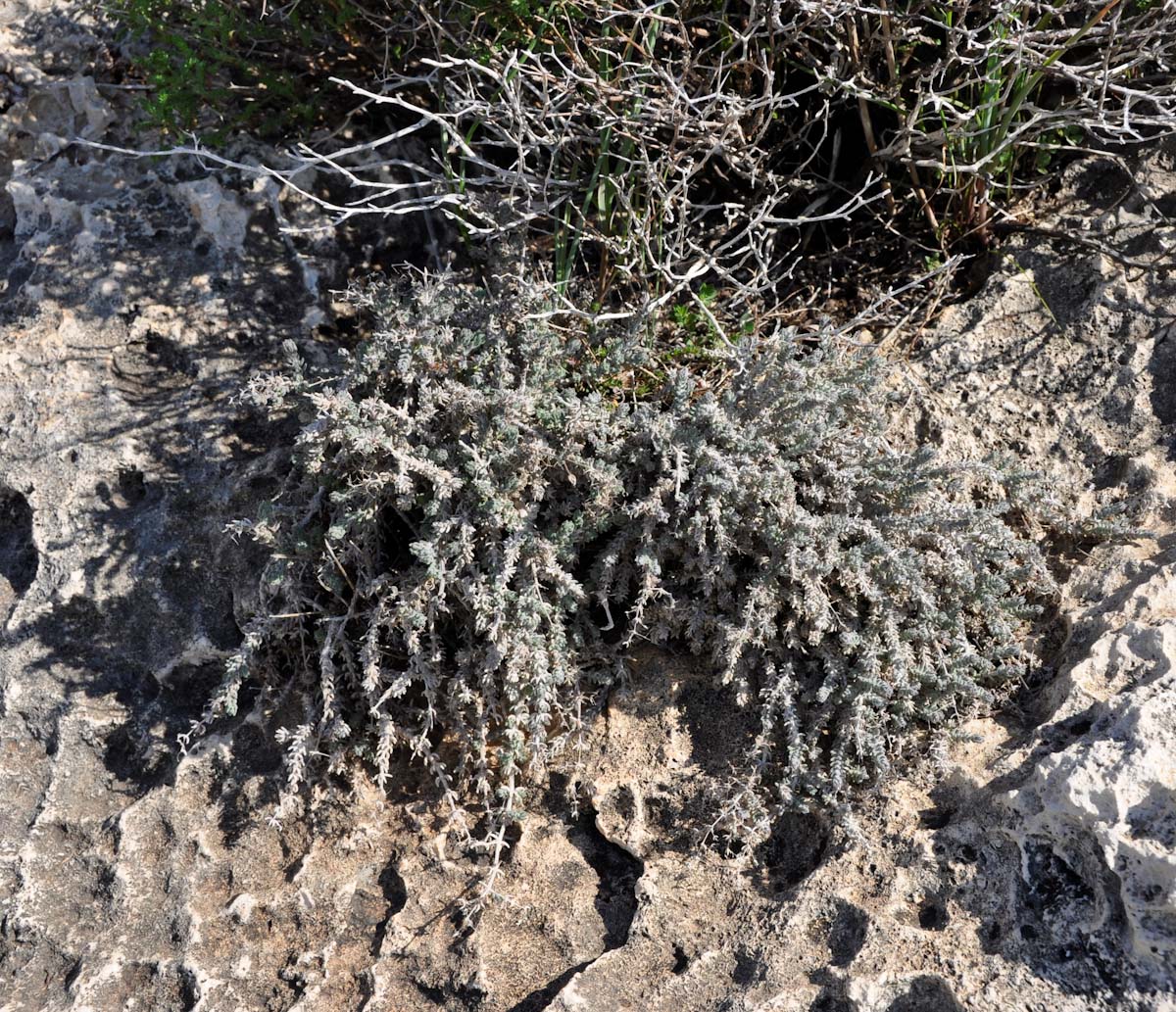 Image of Galium canum specimen.