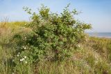 Rosa corymbifera
