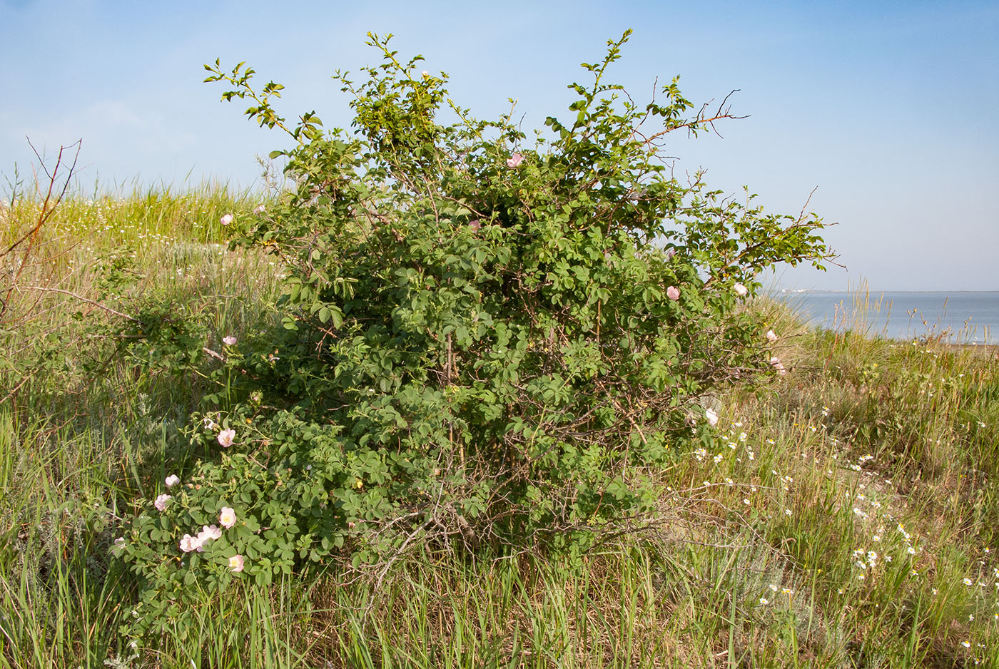 Изображение особи Rosa corymbifera.