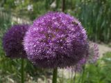 Allium giganteum