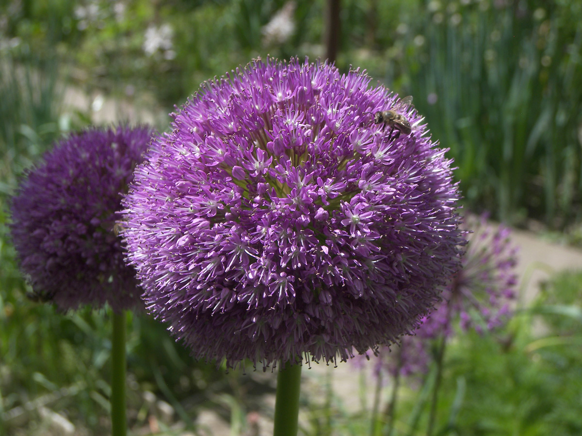 Image of Allium giganteum specimen.