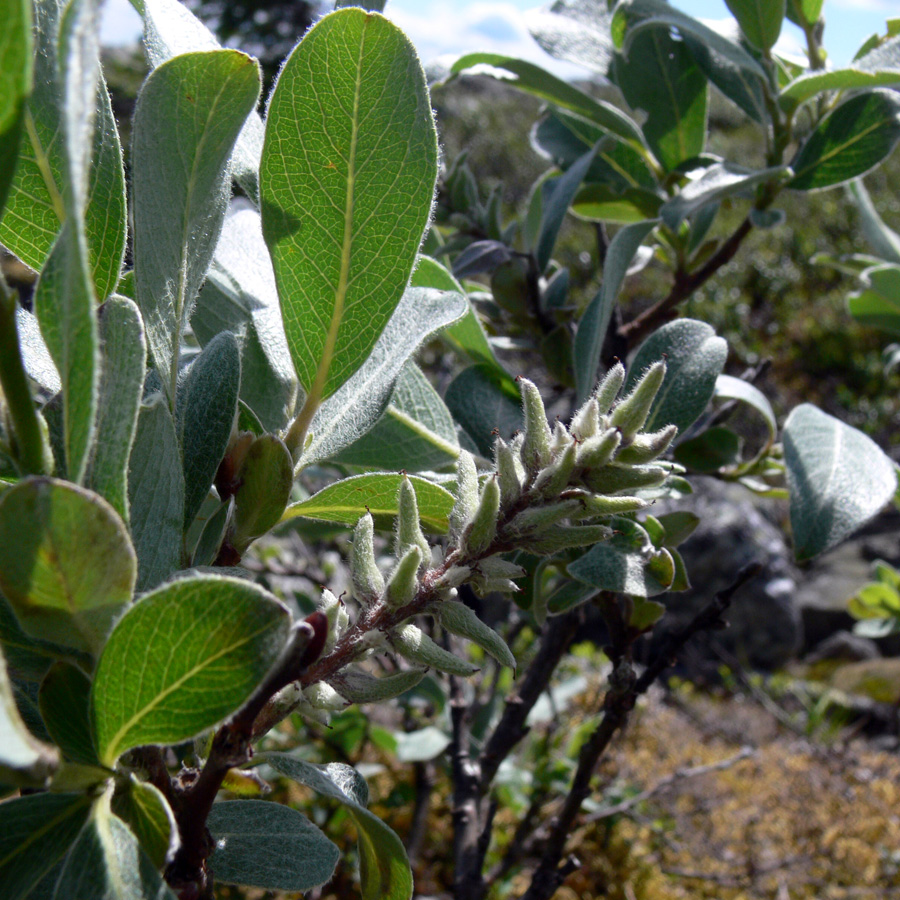 Image of Salix glauca specimen.