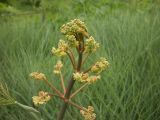 Ferula leucographa