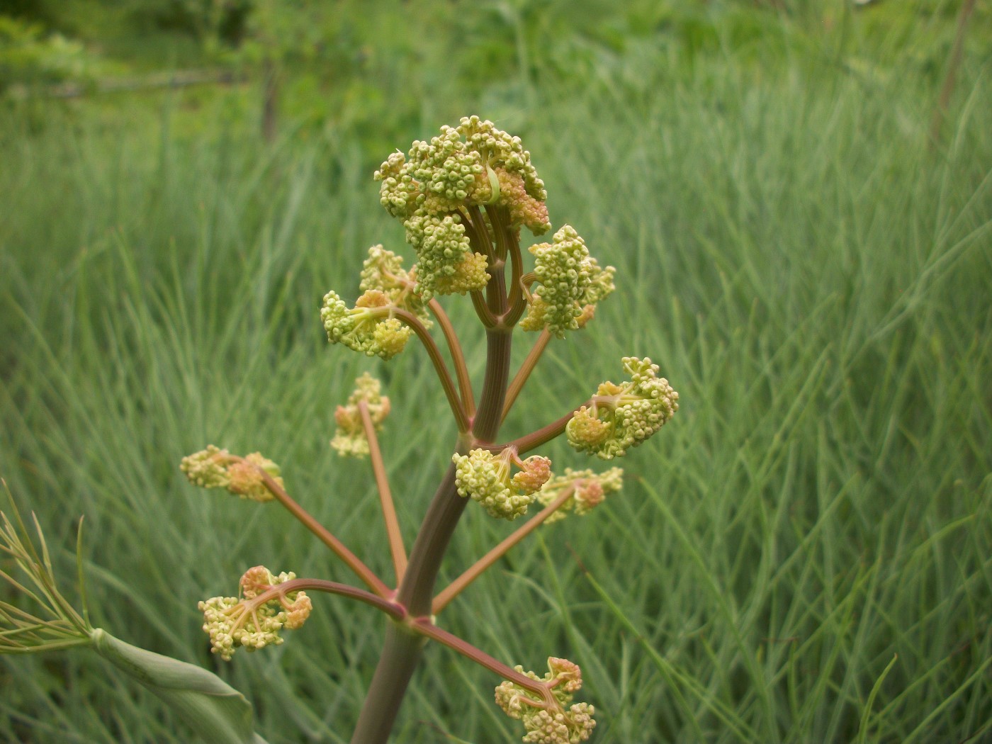 Изображение особи Ferula leucographa.