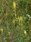 Linaria vulgaris