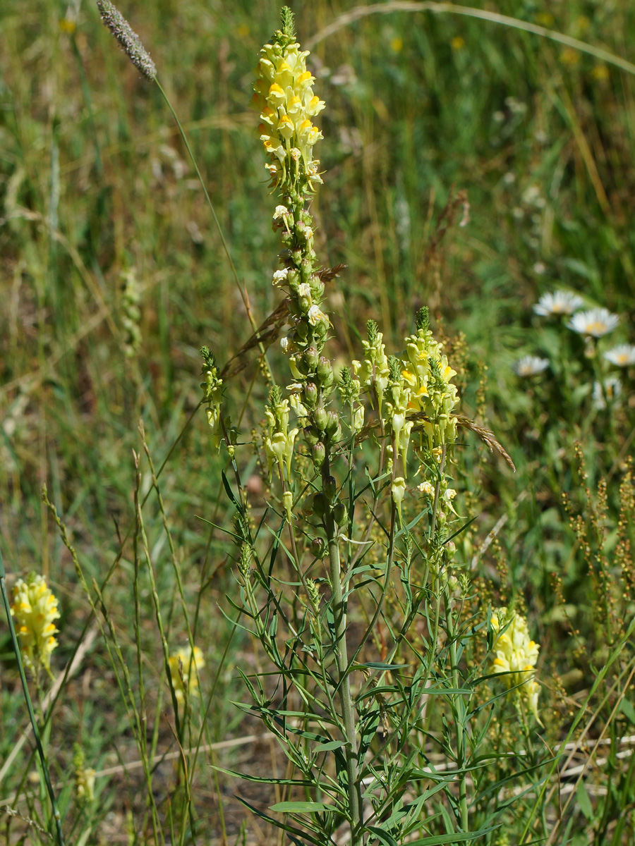 Image of Linaria vulgaris specimen.