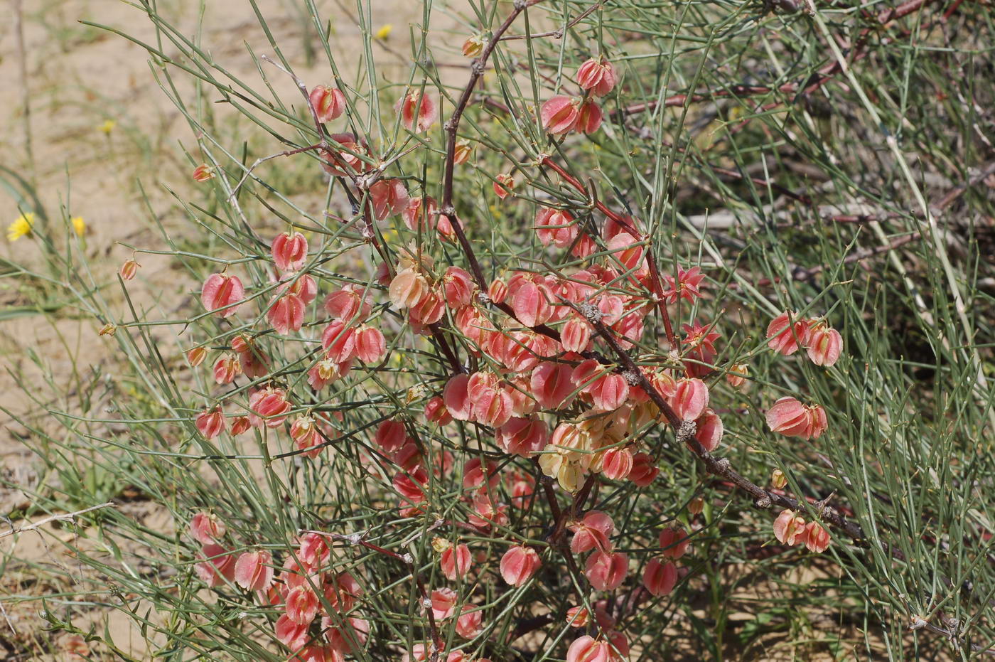 Изображение особи Calligonum aphyllum.