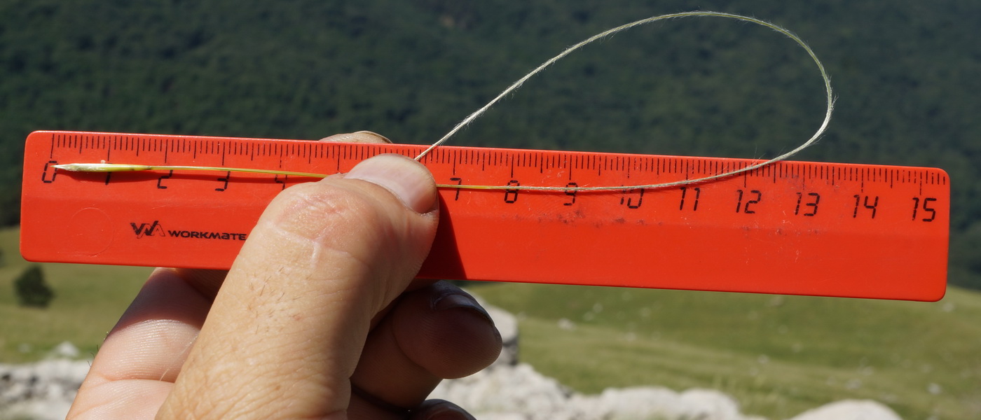Image of Stipa lithophila specimen.