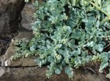 Mertensia maritima