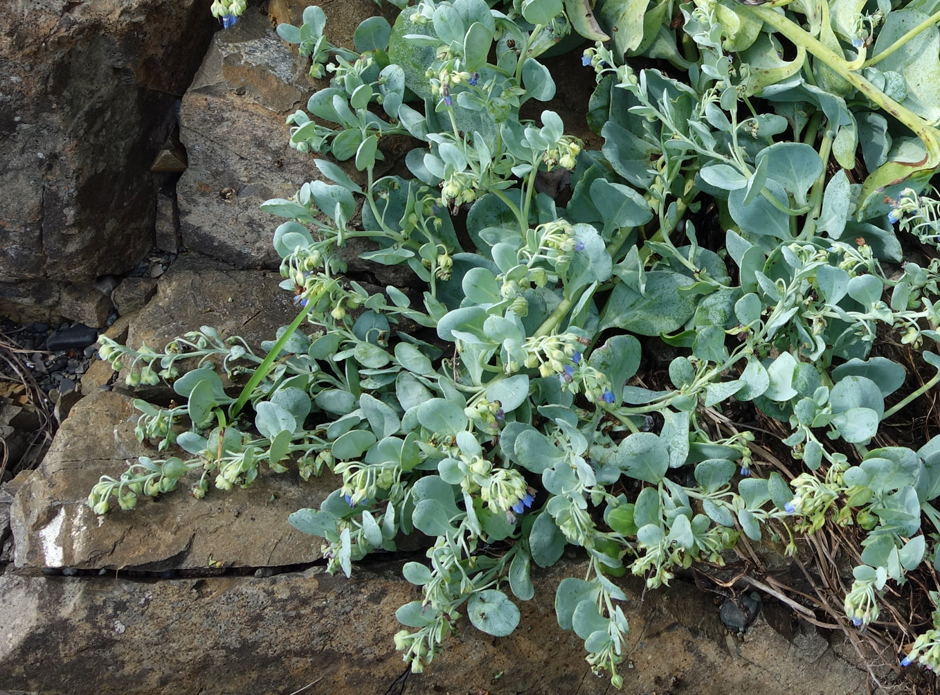 Изображение особи Mertensia maritima.