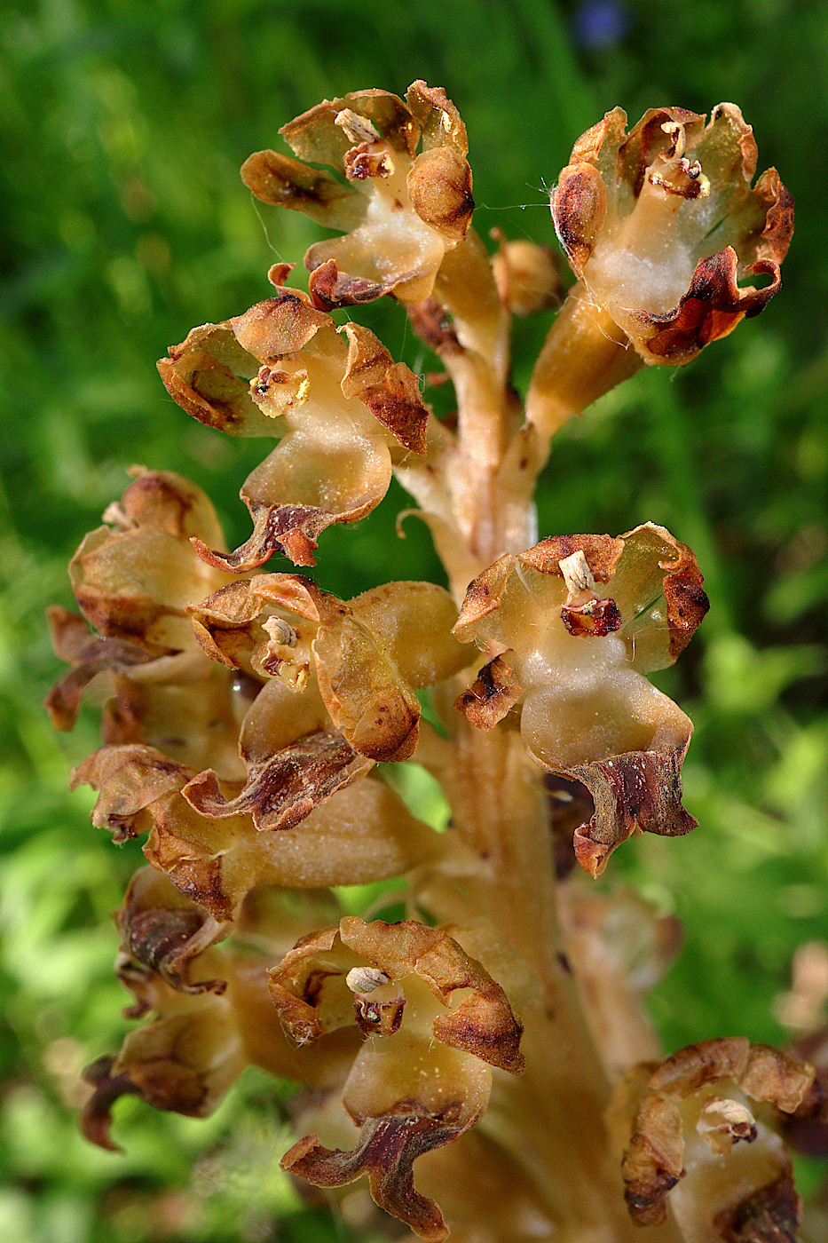 Image of Neottia nidus-avis specimen.