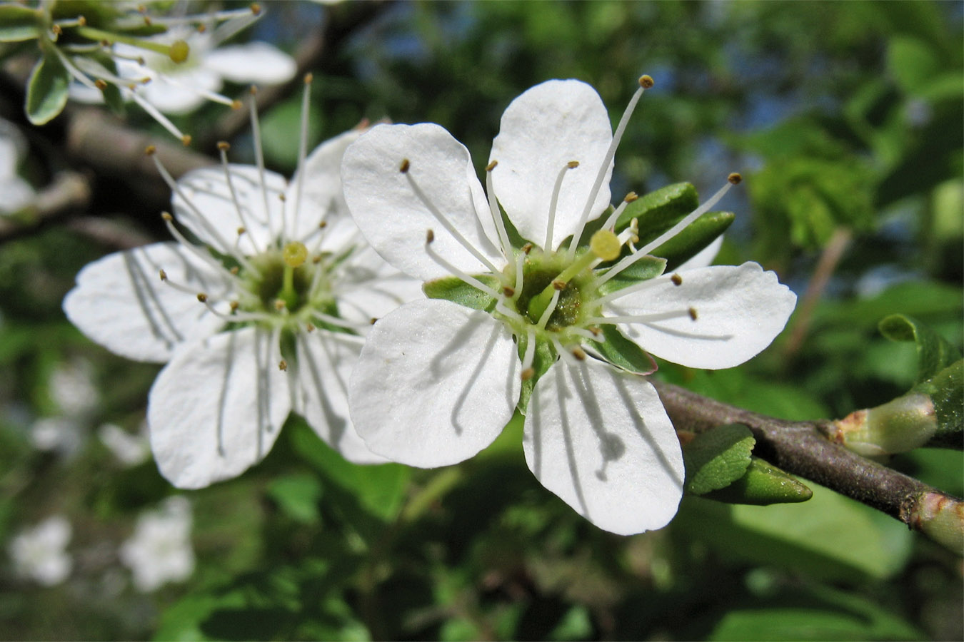 Image of Prunus spinosa specimen.