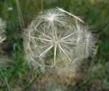 Tragopogon ucrainicus