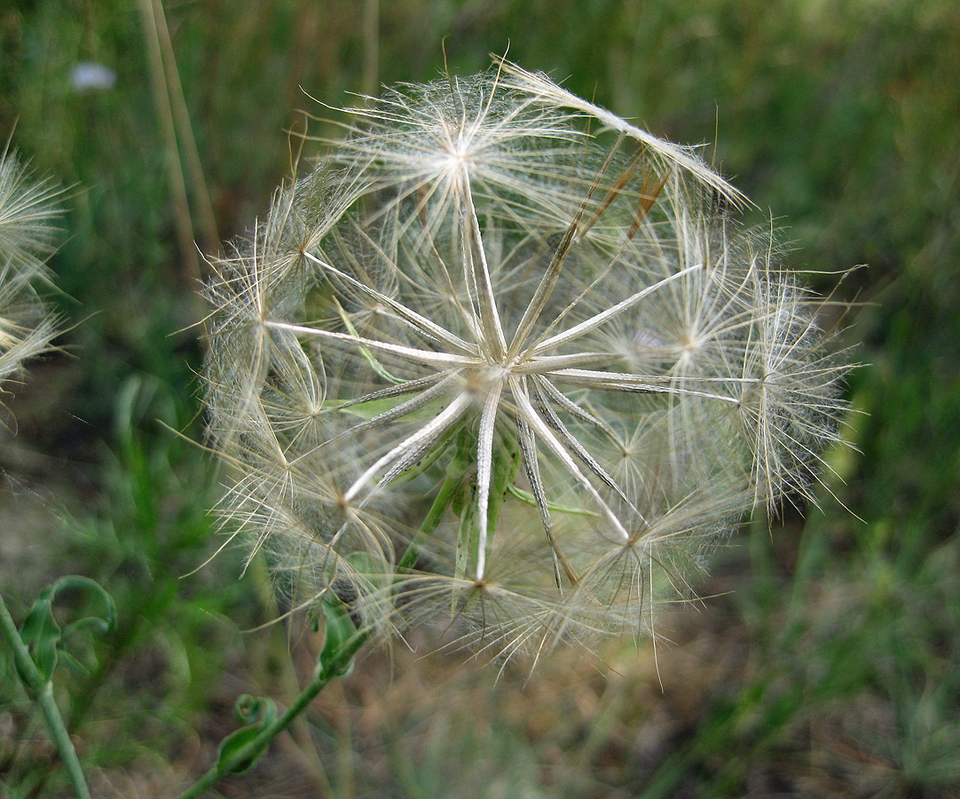 Изображение особи Tragopogon ucrainicus.