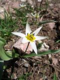 Tulipa bifloriformis
