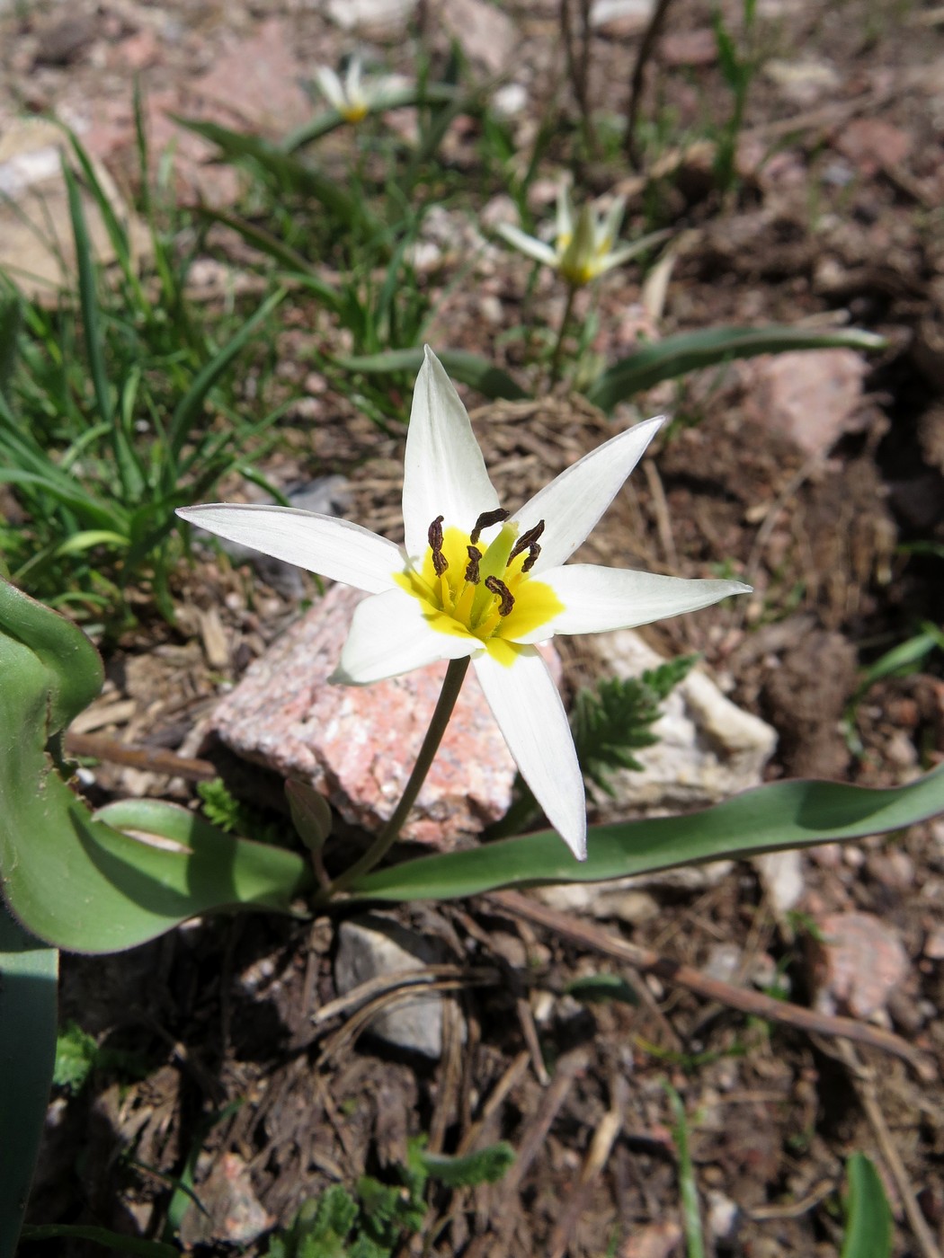 Image of Tulipa bifloriformis specimen.