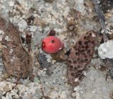 Plicosepalus kalachariensis