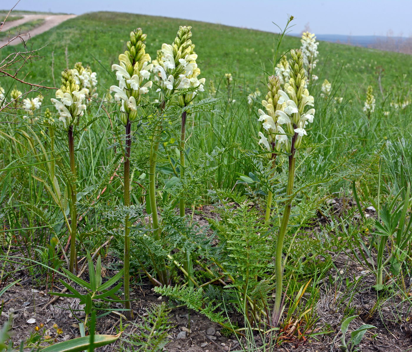 Изображение особи Pedicularis sibirica.