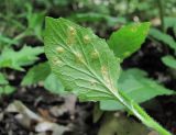 Lapsana communis