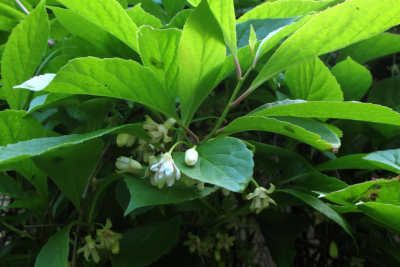 Изображение особи Schisandra chinensis.