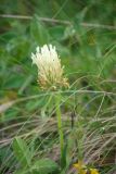 Trifolium caucasicum