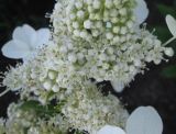 Hydrangea paniculata