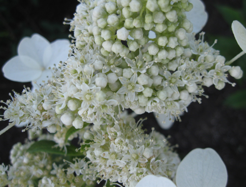 Изображение особи Hydrangea paniculata.