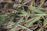 Polygala major