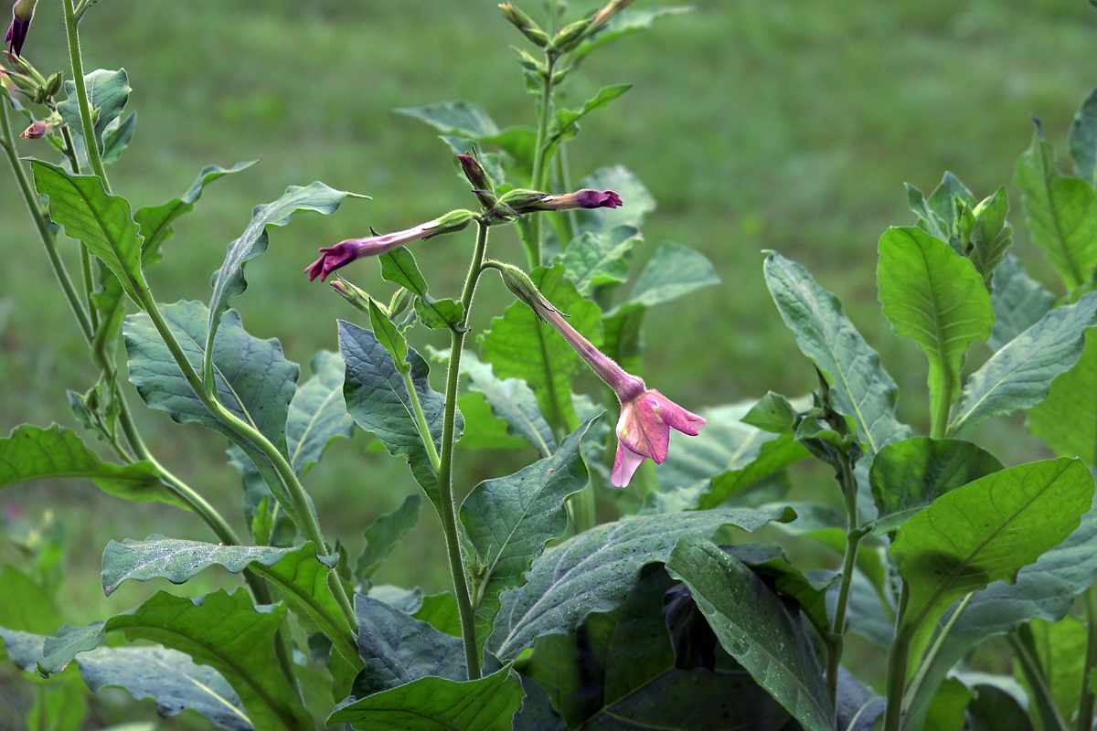 Изображение особи Nicotiana alata.