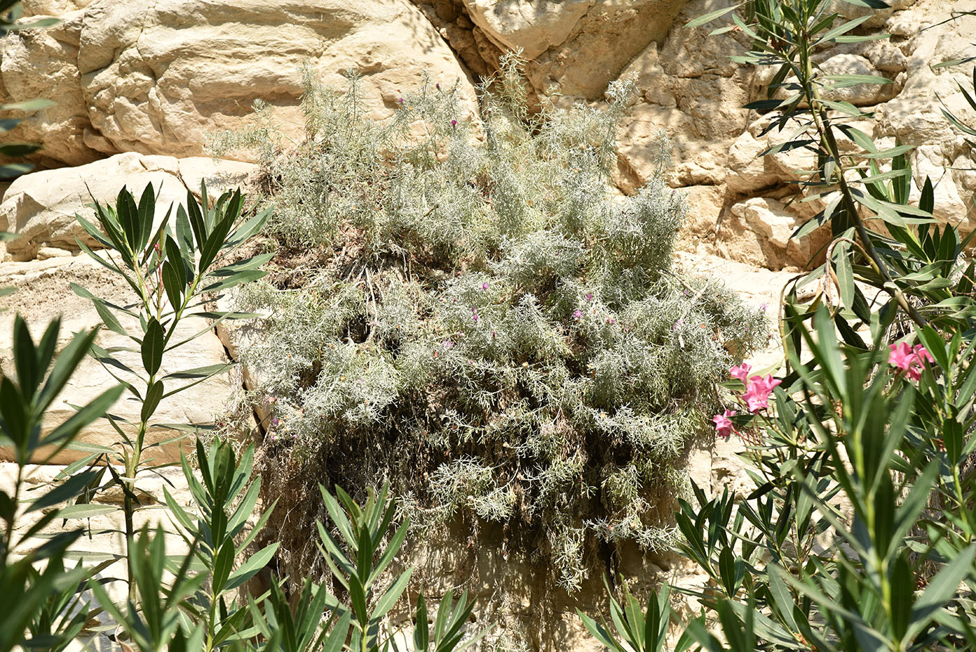 Image of Centaurea akamantis specimen.