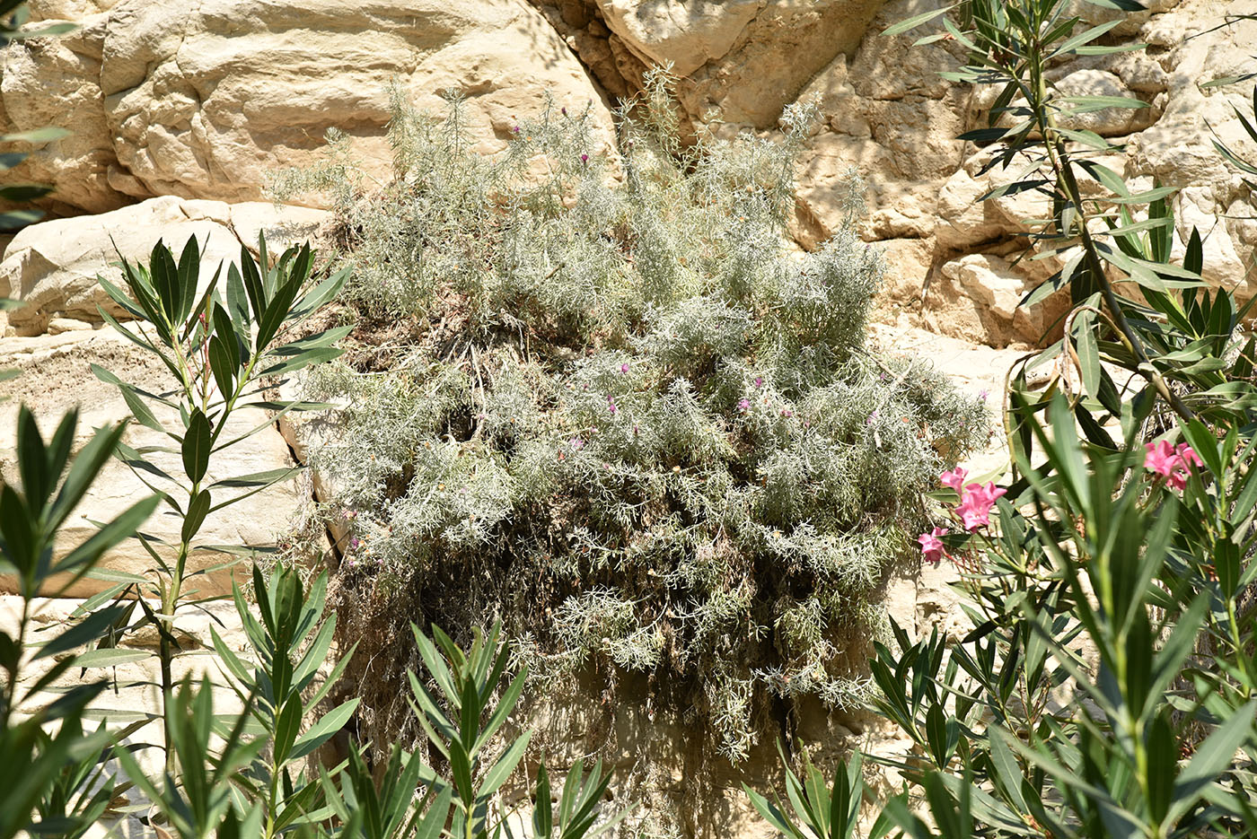 Изображение особи Centaurea akamantis.