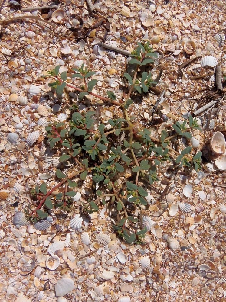 Image of Euphorbia peplis specimen.