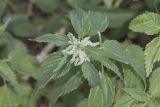 Urtica dioica