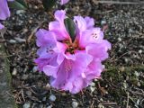 Rhododendron × praecox