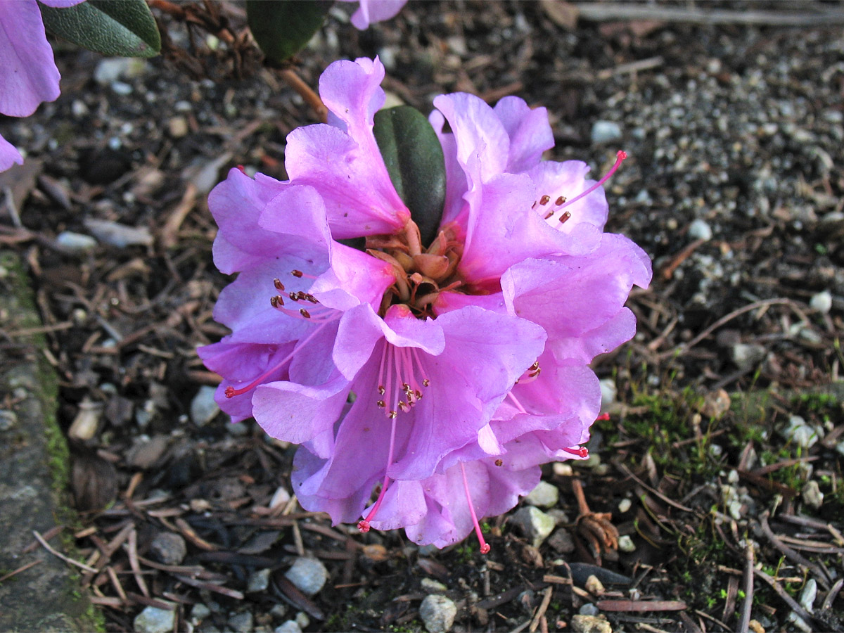 Image of Rhododendron &times; praecox specimen.