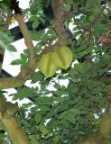 Averrhoa carambola