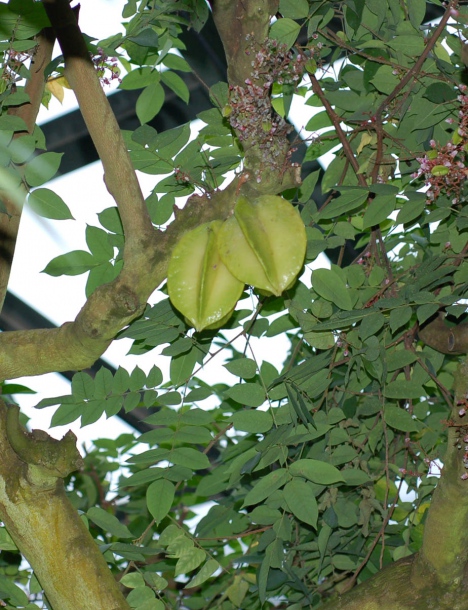 Image of Averrhoa carambola specimen.