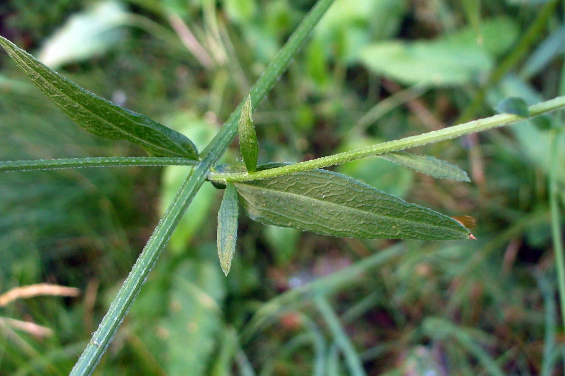 Image of Erigeron strigosus specimen.