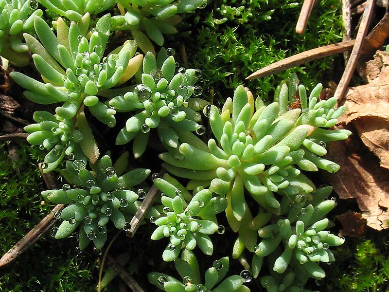 Изображение особи род Sedum.