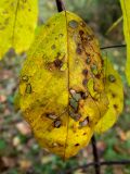 Frangula alnus